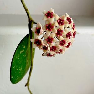 Meet your Posher, Bb